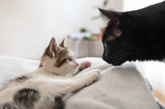 Como Garantir a Convivência Perfeita entre Gatos e Outros Animais em Casa