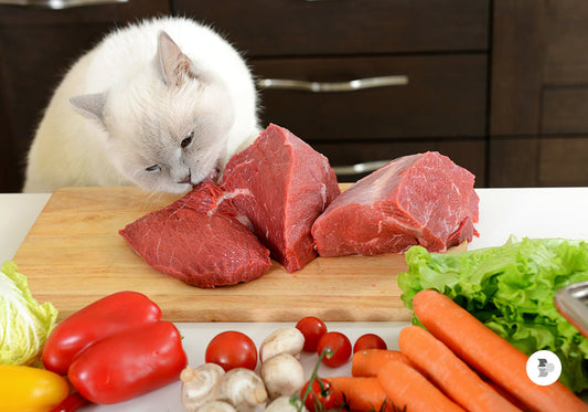 Alimentação humana para gatos: o que é seguro e o que evitar