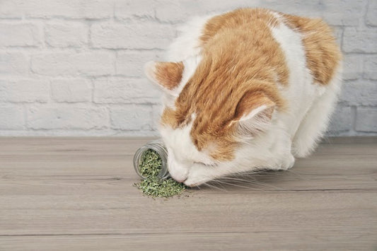 Catnip: A Erva Encantada dos Gatos