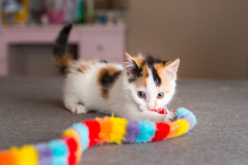 Melhores Brinquedos para Gatos: Como Escolher o Ideal para o Seu Pet