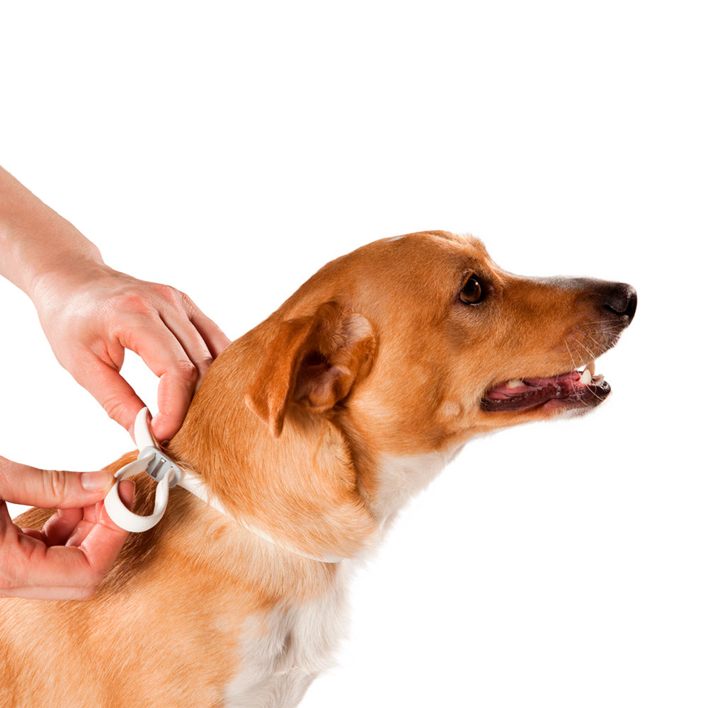 Coleira Antiparasitas Scalibor MSD