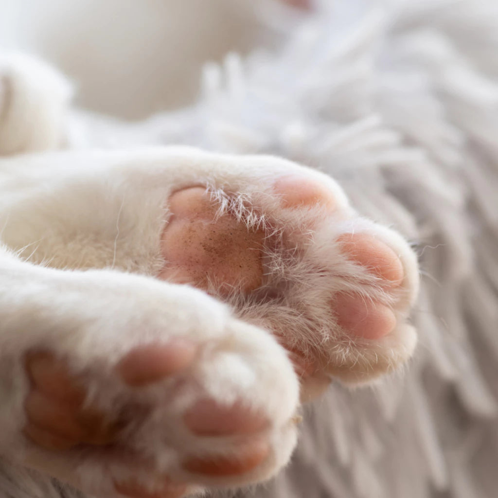 Hidratante Vegano Para Patinhas