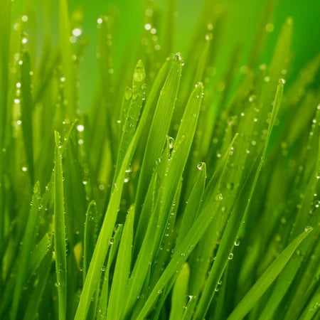 Kit Graminha Orgânica Digestiva para Cultivo  🇧🇷