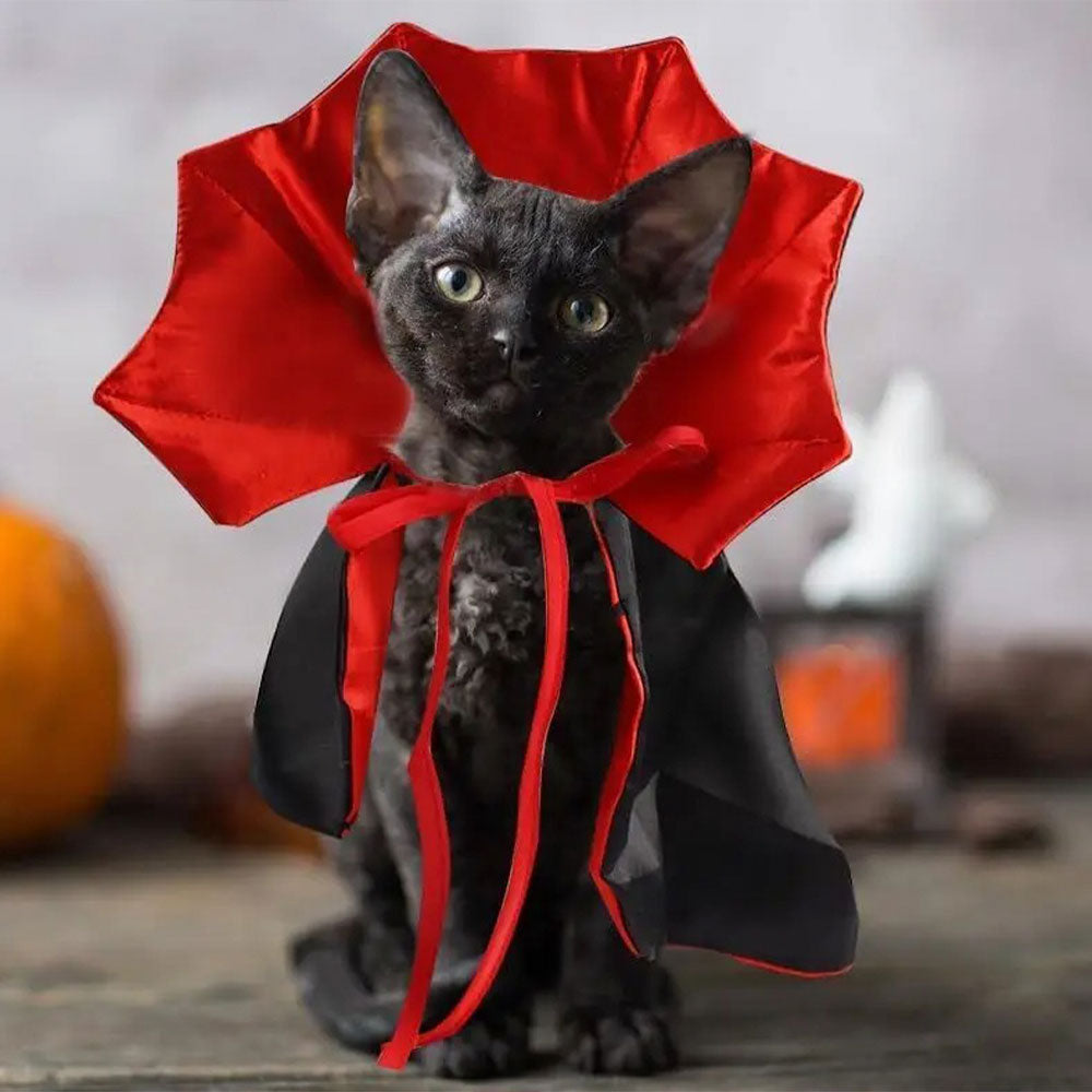 Fantasia de Drácula para Gato