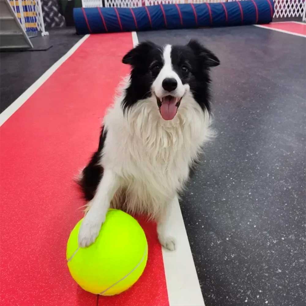 Big Tennis Brinquedo Resistente para cão
