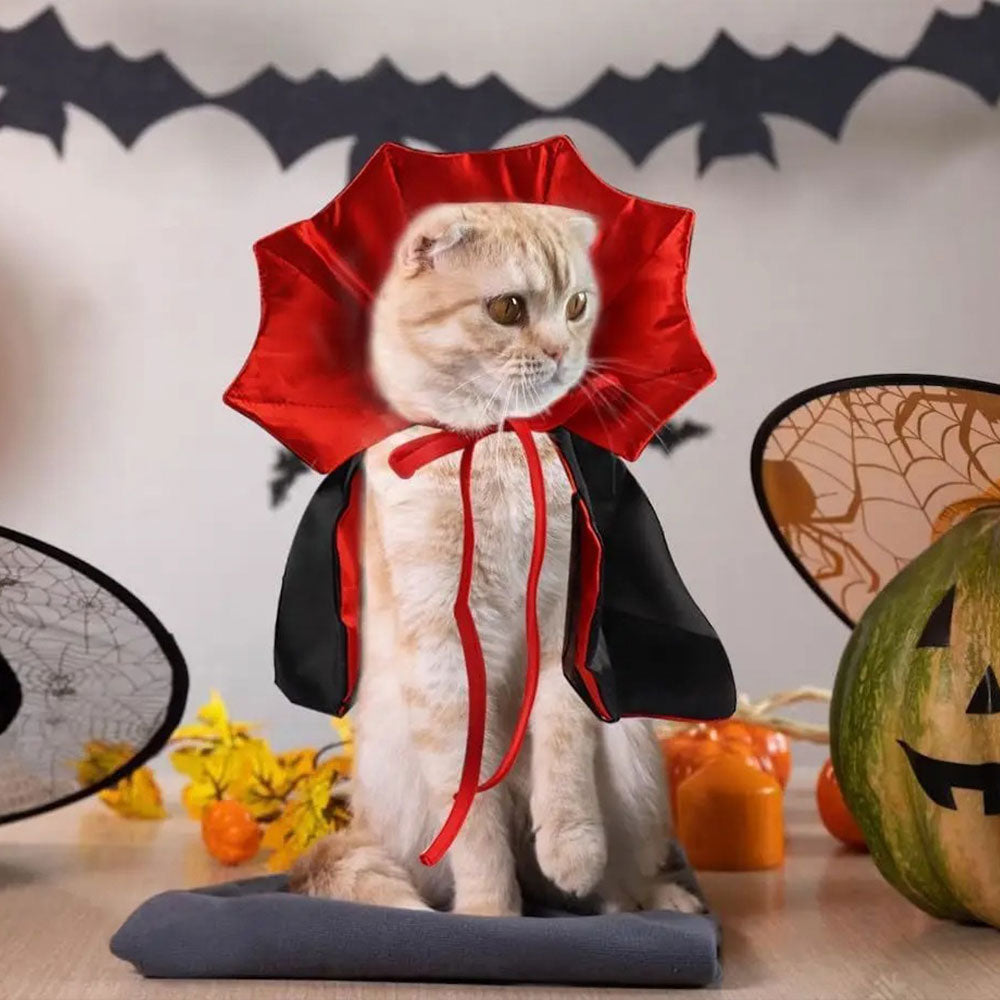 Fantasia de Drácula para Gato