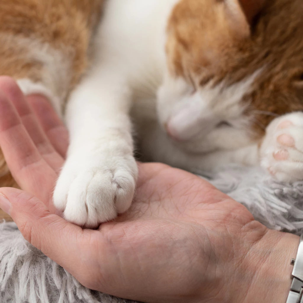 Hidratante Vegano Para Patinhas