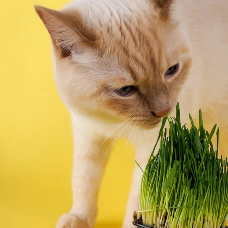 Kit Graminha Orgânica Digestiva para Cultivo  🇧🇷