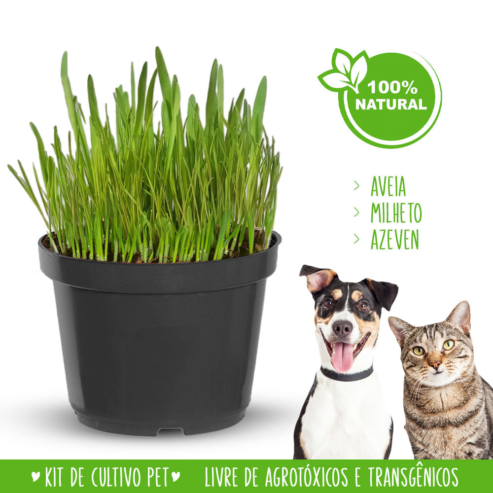 Kit Graminha Orgânica Digestiva para Cultivo  🇧🇷