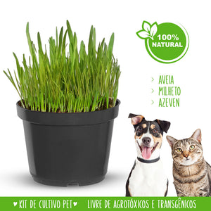 Kit Graminha Orgânica Digestiva para Cultivo  🇧🇷
