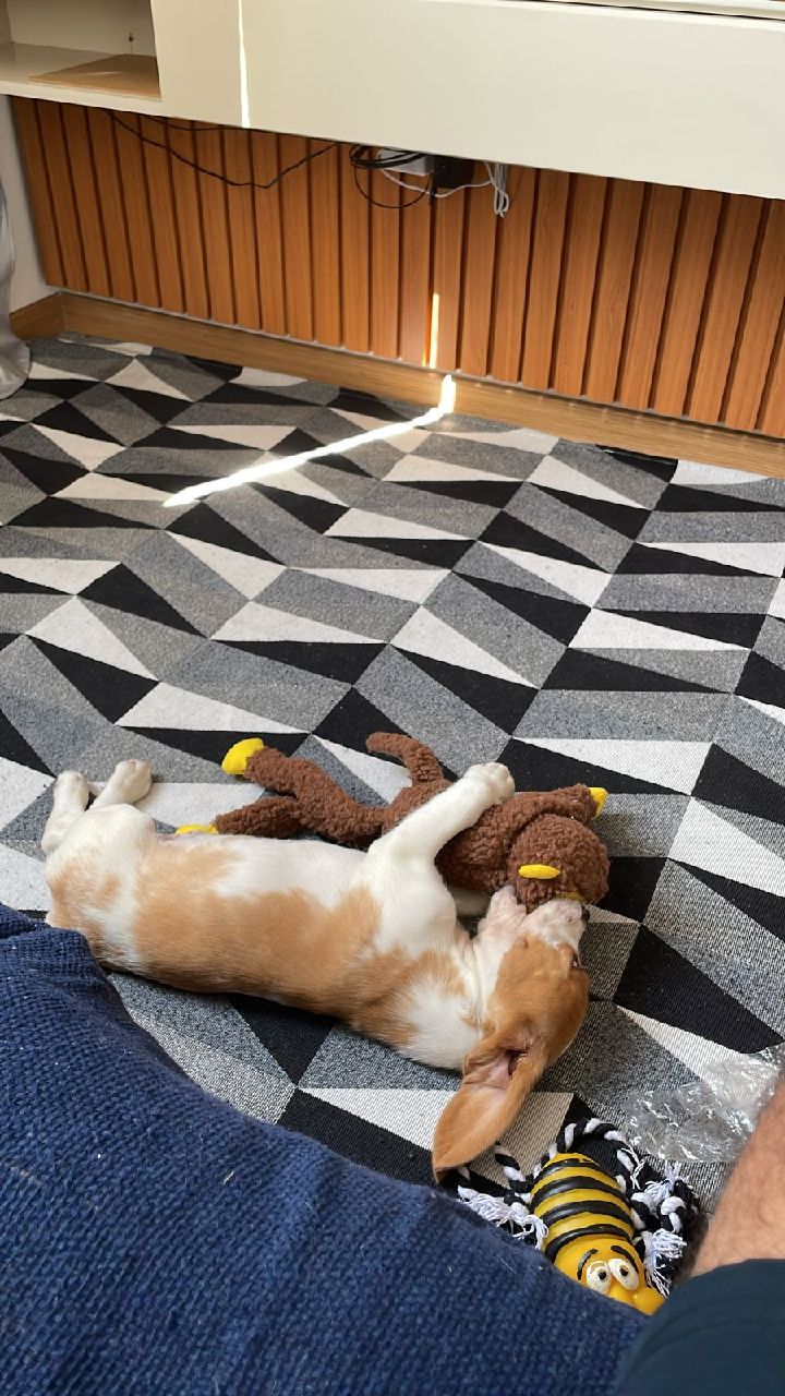 Pelúcia Macaquinho com Apito 🇧🇷