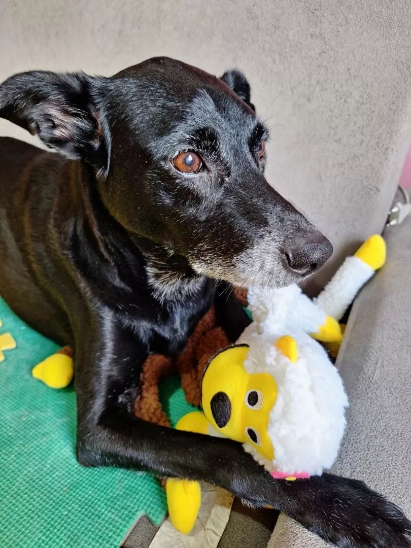 Pelúcia Macaquinho com Apito 🇧🇷