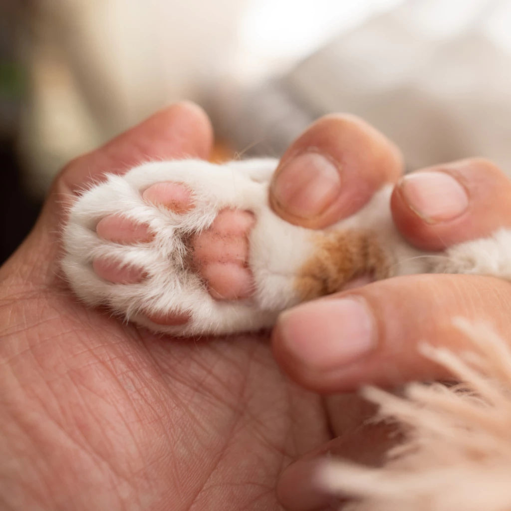 Hidratante Vegano Para Patinhas