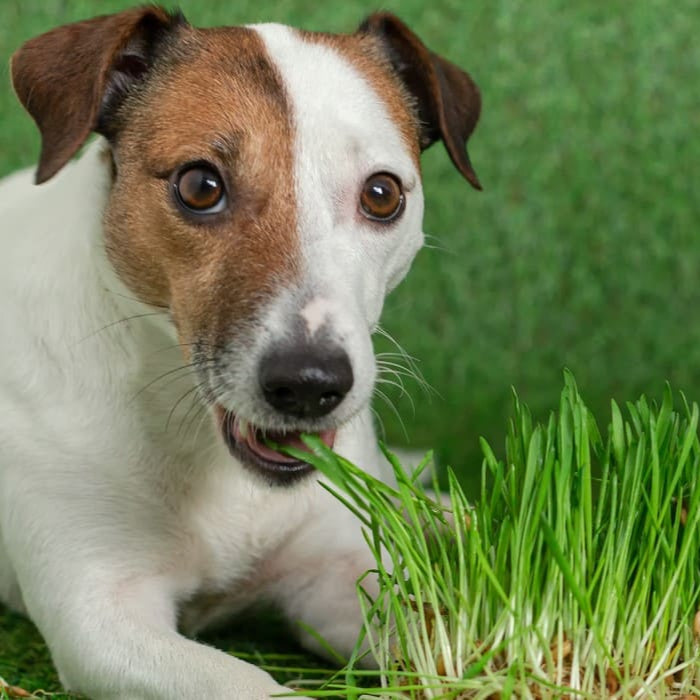 Kit Graminha Orgânica Digestiva para Cultivo  🇧🇷