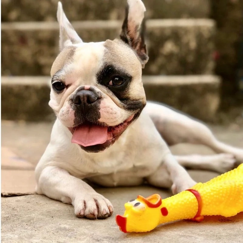 Frango de Borracha para Cão com Apito