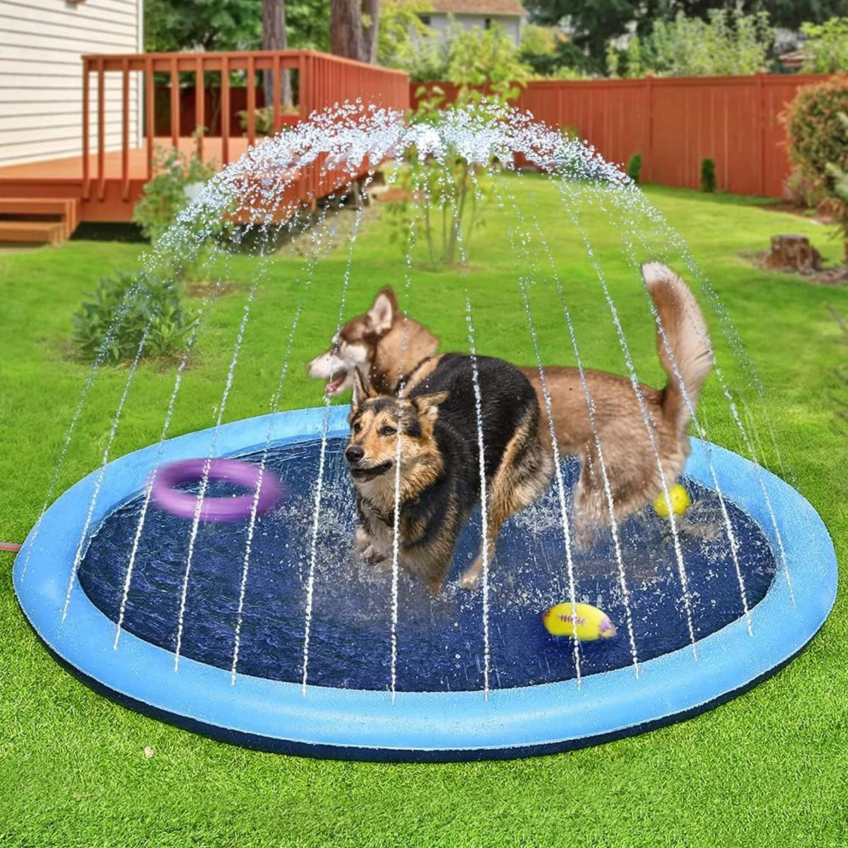 Piscina para Cachorro Chafariz