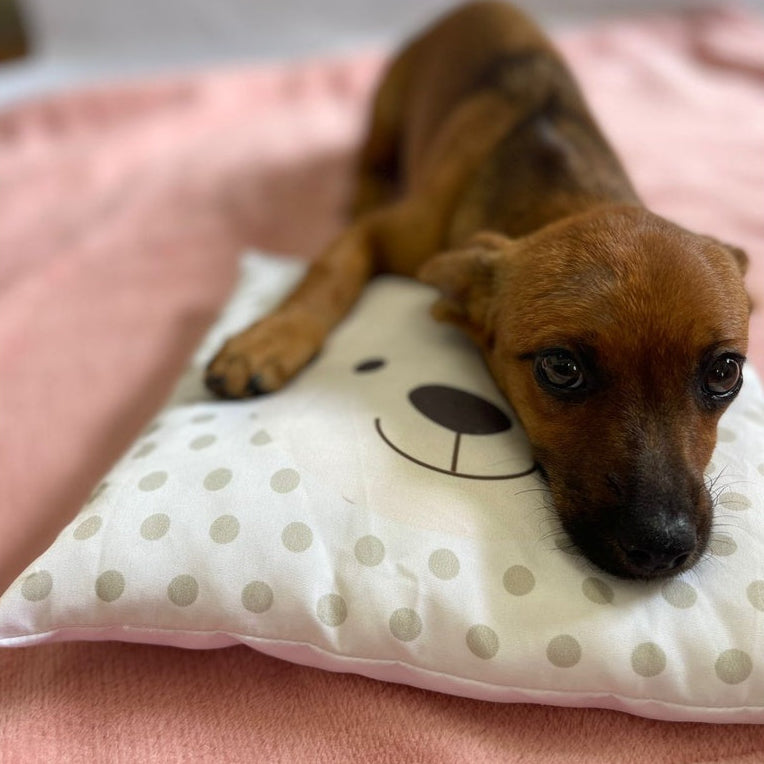 Manta Soft Pet com Travesseiro de Cachorrinho 🇧🇷