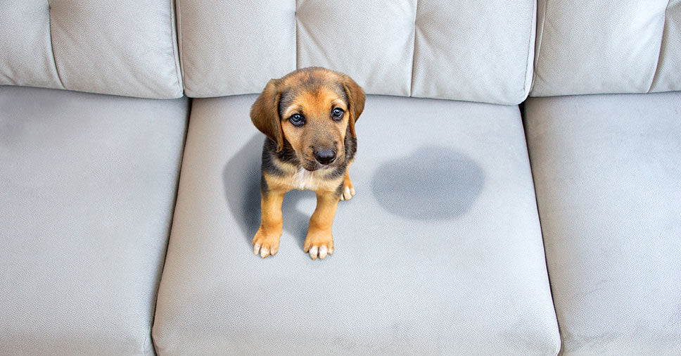 O Seu Cão Faz Xixi no Sofá ou Cama quando você sai? Entenda as Razões e Soluções!