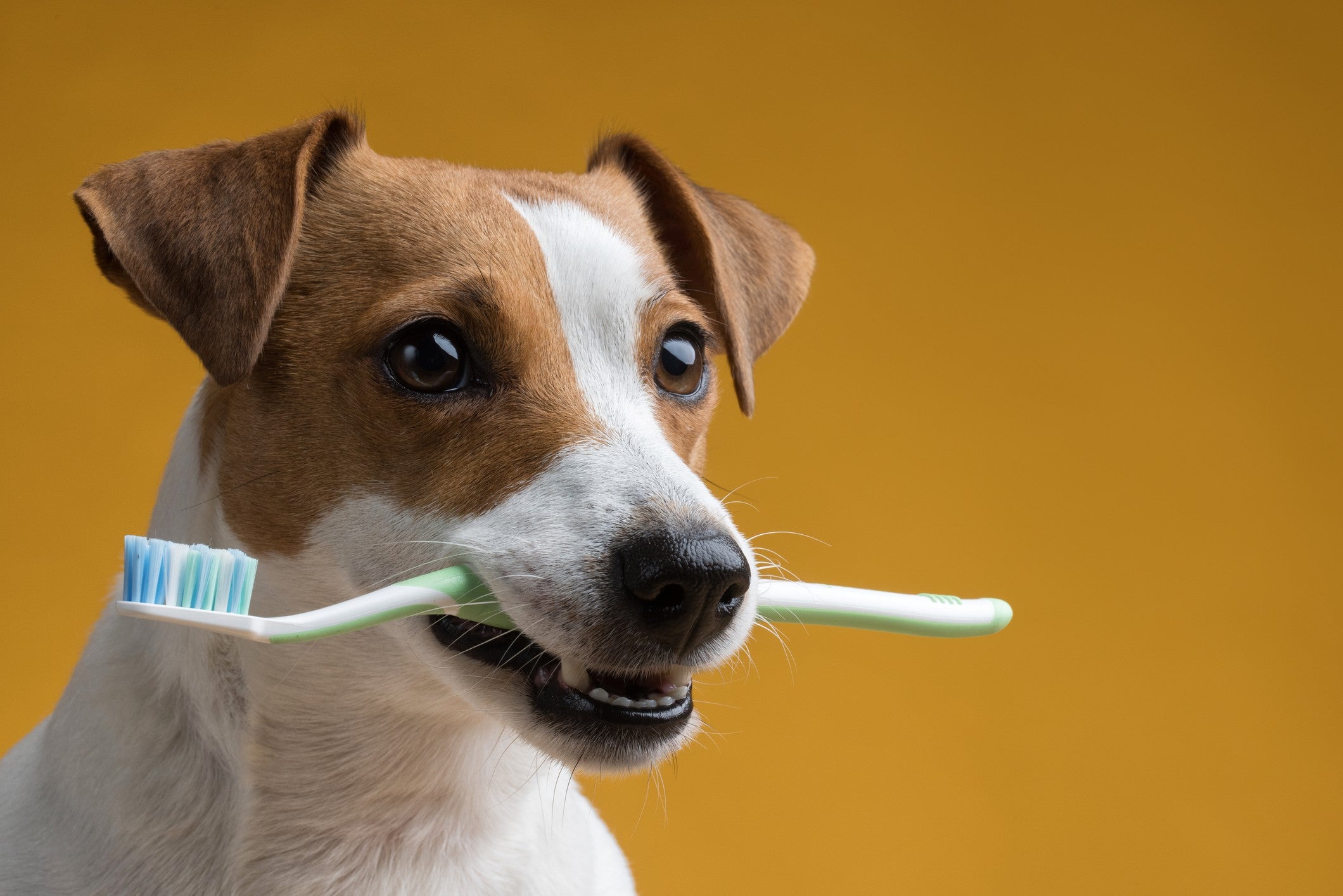 Cuidados com a Saúde Bucal do Seu Cão: Brinquedos Que Ajudam a Limpar os Dentes