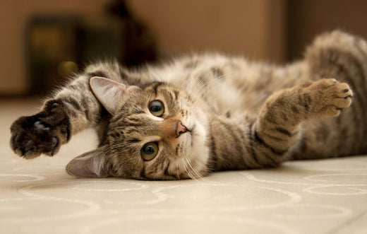 Desvendando o Comportamento Felino: Entenda os Hábitos e Manias do Seu Gato