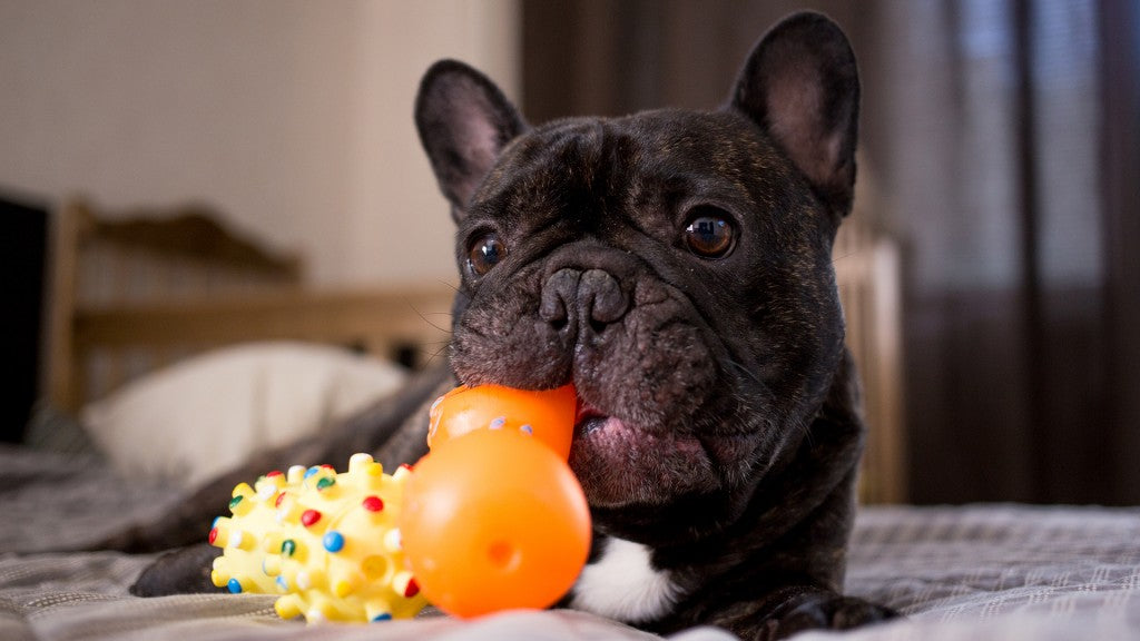 Por que os cães adoram brinquedos barulhentos?
